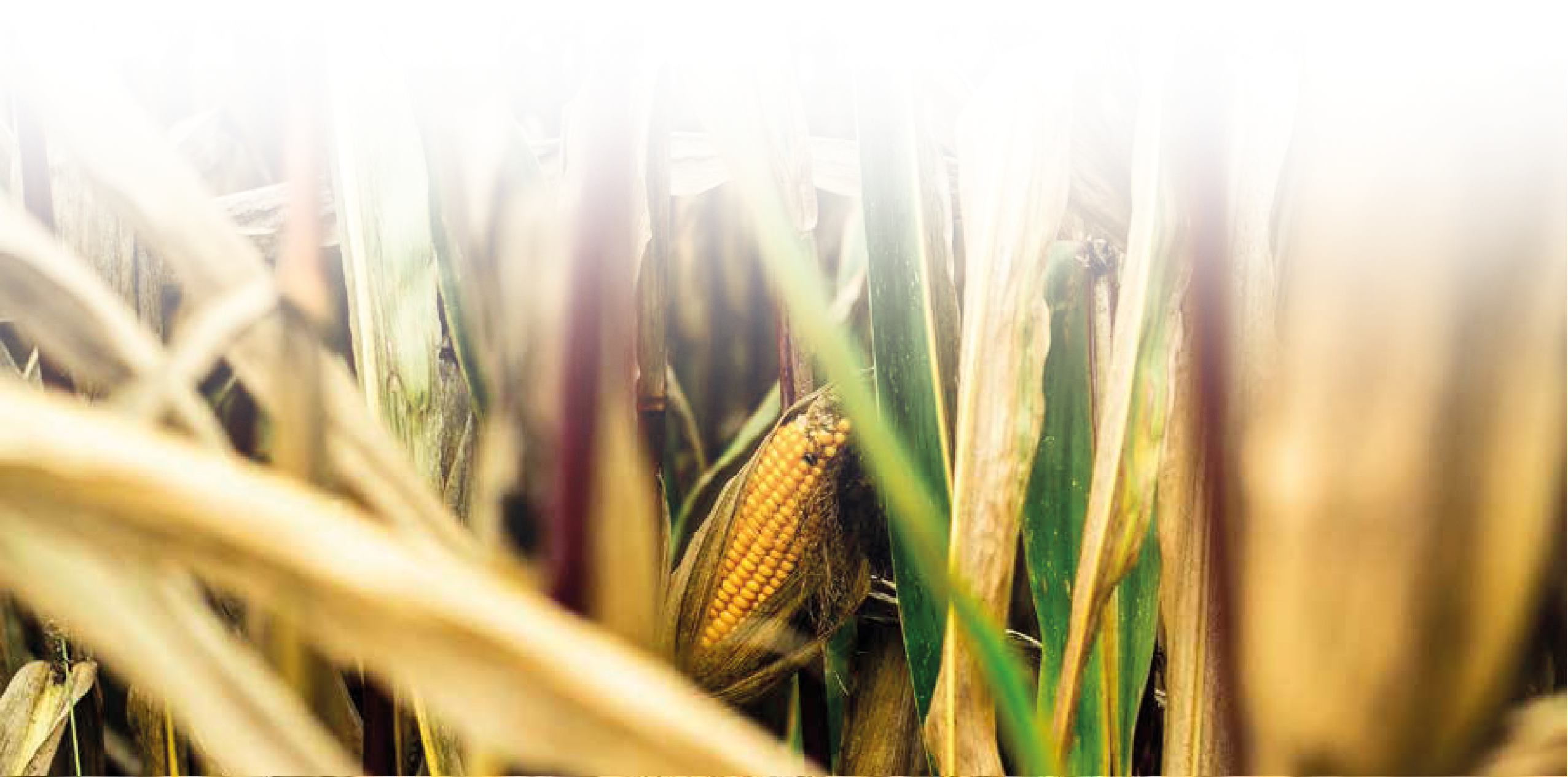 Blog - Nawożenie kukurydzy